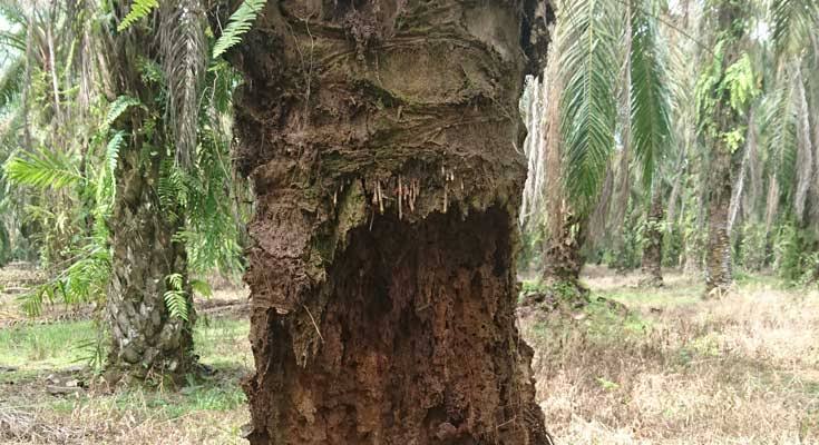 Petani Wajib Coba, Begini Cara Ampuh Mengatasi Busuk Pangkal Batang Sawit