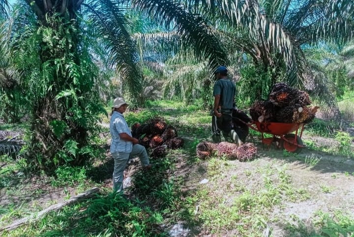 Beda dengan Plasma, Harga TBS Sawit Mitra Swadaya di Riau Malah Naik