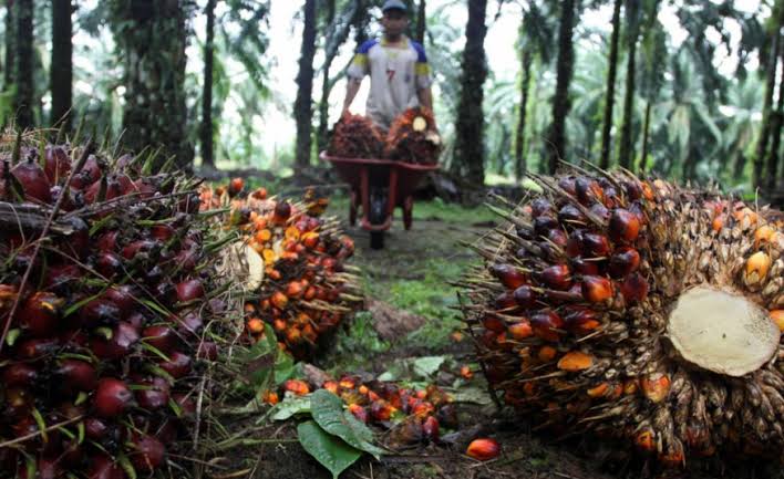 Gubernur Ajak Investor untuk Kelola Industri Hilir di Kaltim