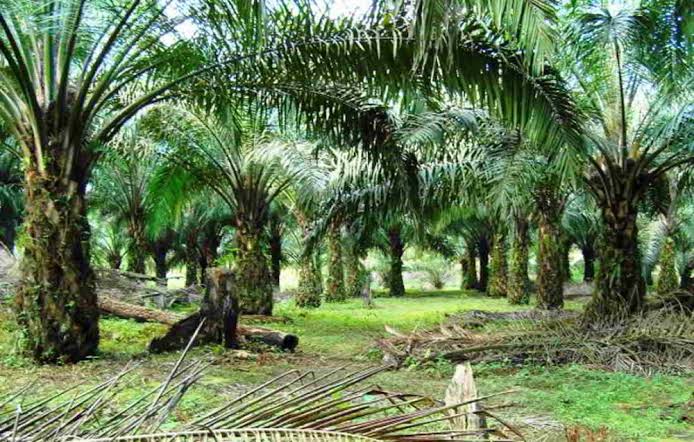 Perang Tarif AS-China akan Jadi Berkah Komoditas Sawit Indonesia