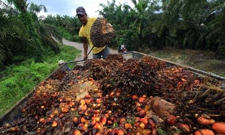 Harga Kelapa Sawit Mitra Plasma Riau Turun Sebesar Rp 193,39 per kilogram