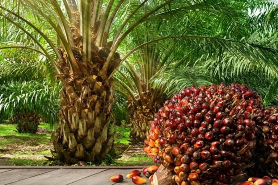 Naik Lagi, Harga Sawit Sumut Kini Dibeli Rp 3,493.46 per Kilogram