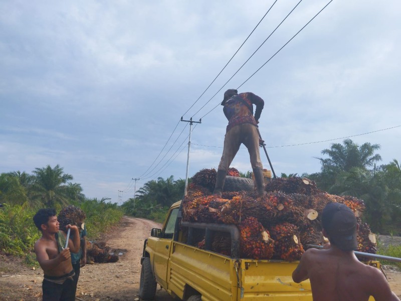 Riau Salah Satu Provinsi yang Strategis Membangun Hilirisasi Sawit yang Inklusif dan Berkeadilan