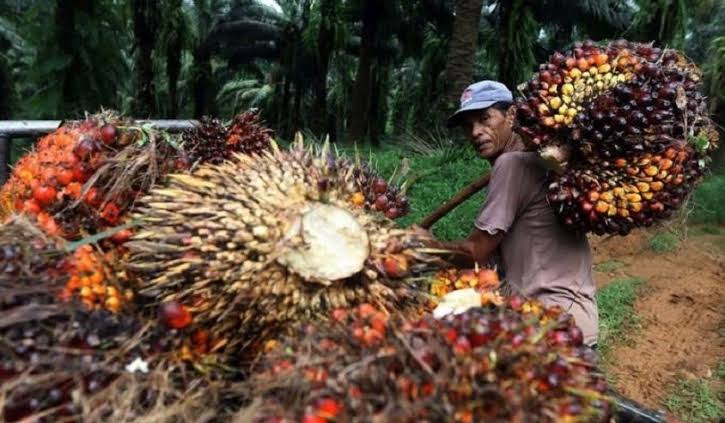 Wow Keren, Kabupaten Ini Sukses Melahirkan Perbup Pengelolaan Lahan Perkebunan Kelapa Sawit