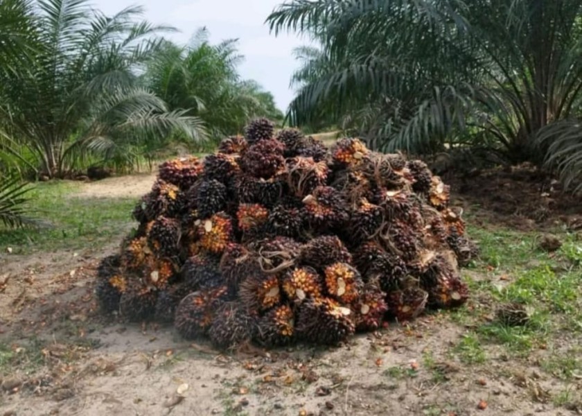 Penelitian IPOSS, Tahun Ini Produksi Sawit RI Diperkirakan Tembus 49 Juta Ton