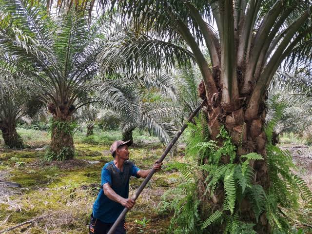Hasil Penelitian, Kelapa Sawit Bukan Komoditas yang Rakus Air!