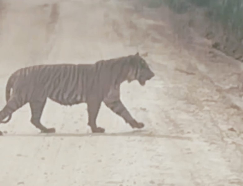Harimau Sumatera Muncul Siang Hari di Jalur WIP Zamrud Siak