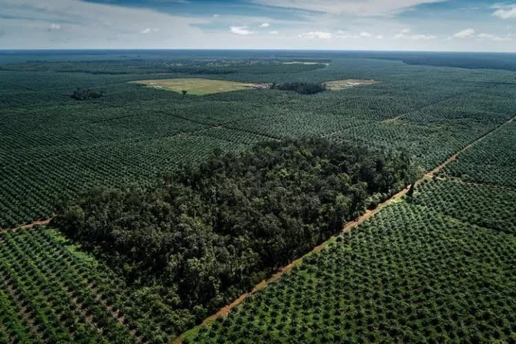 Satgas PKH Sudah Bertindak, Sita 5.764 Ha Lahan Milik Group Duta Palma