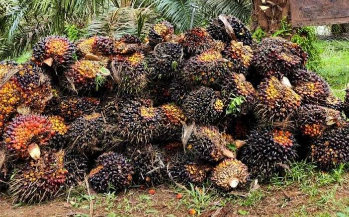 Harga TBS Sawit Sumbar Masih Tertinggi se-Indonesia