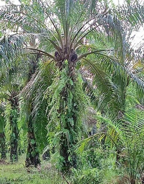 Pemkab Pasbar Ajak Petani Usulkan Peremajaan Kelapa Sawit