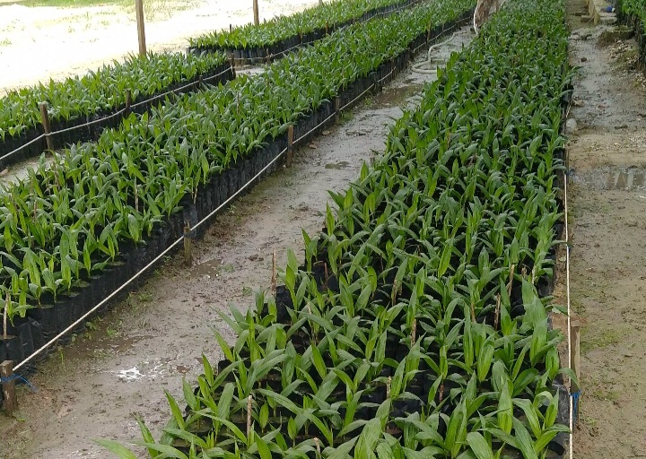 Agar Petani Sejahtera, Ini Upaya UPT Produksi Benih Mendukung Pengembangan Sektor Perkebunan Sawit di Riau