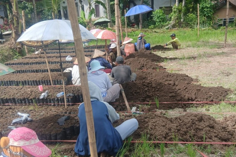 Dana Rp9,5 Triliun yang Digelontorkan Pemerintah Buat Hilirisasi Perkebunan Tumbuhkan Usaha Perbenihan