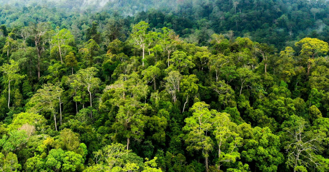 DPR Pastikan, Pemerintahan Prabowo tak Gegabah Lakukan Alih Fungsi Hutan